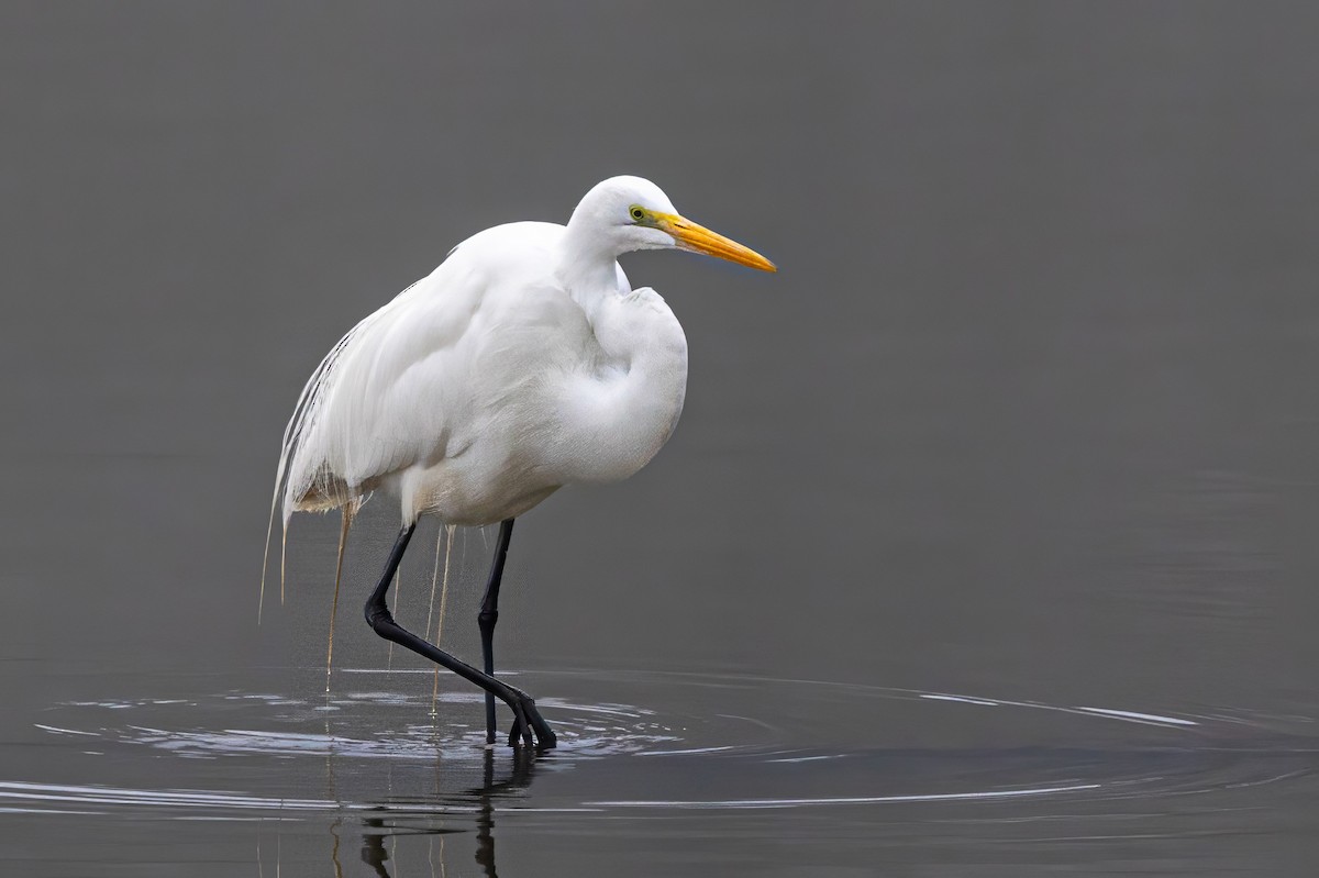 Great Egret - ML629660743