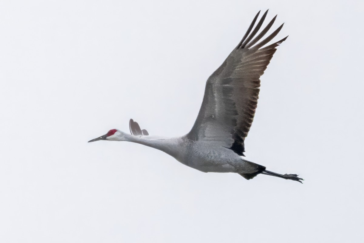 Sandhill Crane - ML629660747