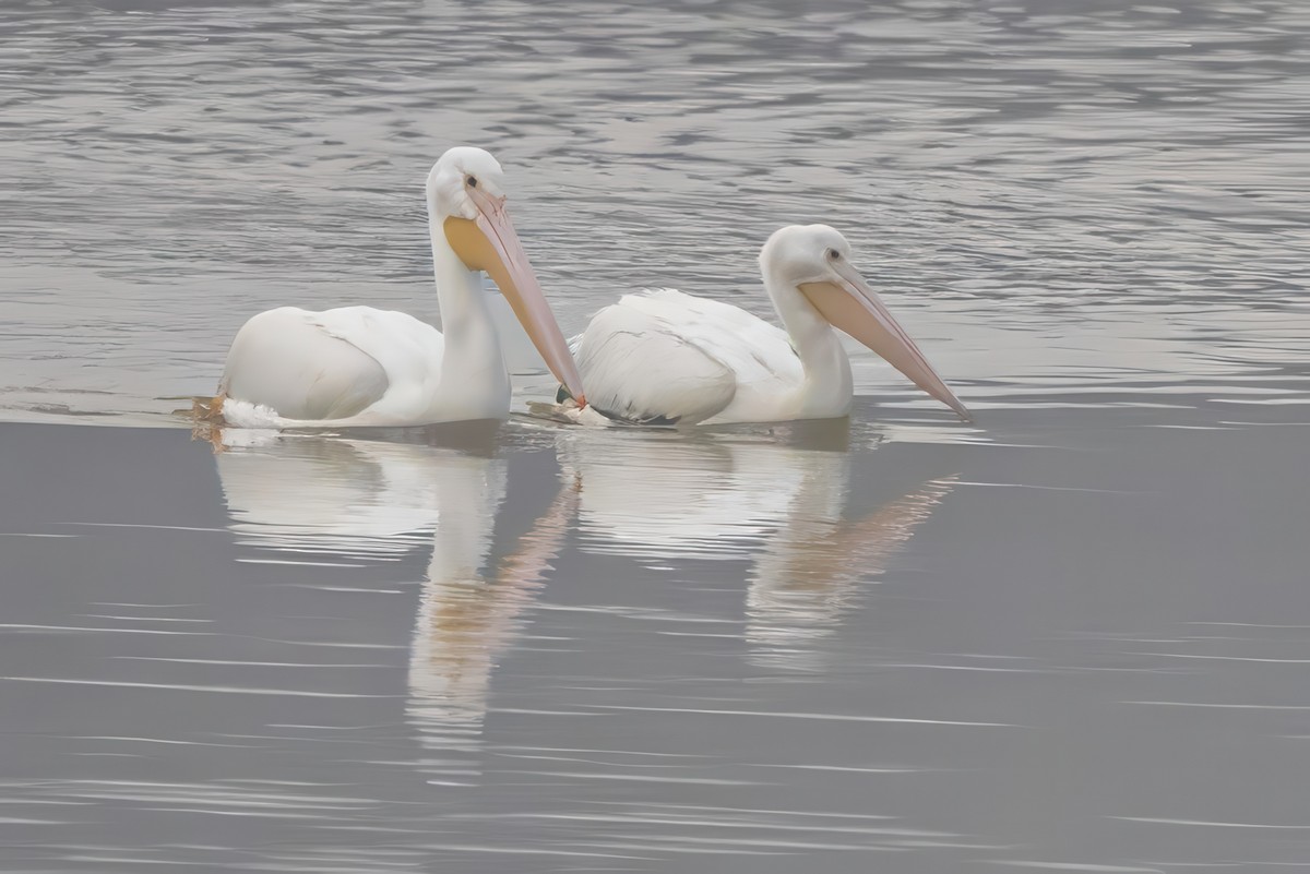 American White Pelican - ML629660756