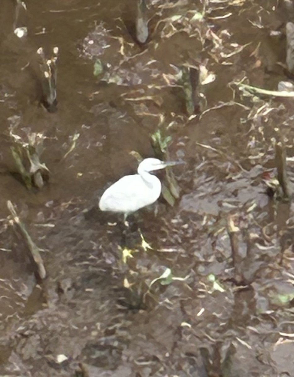 Little Egret - ML629661464