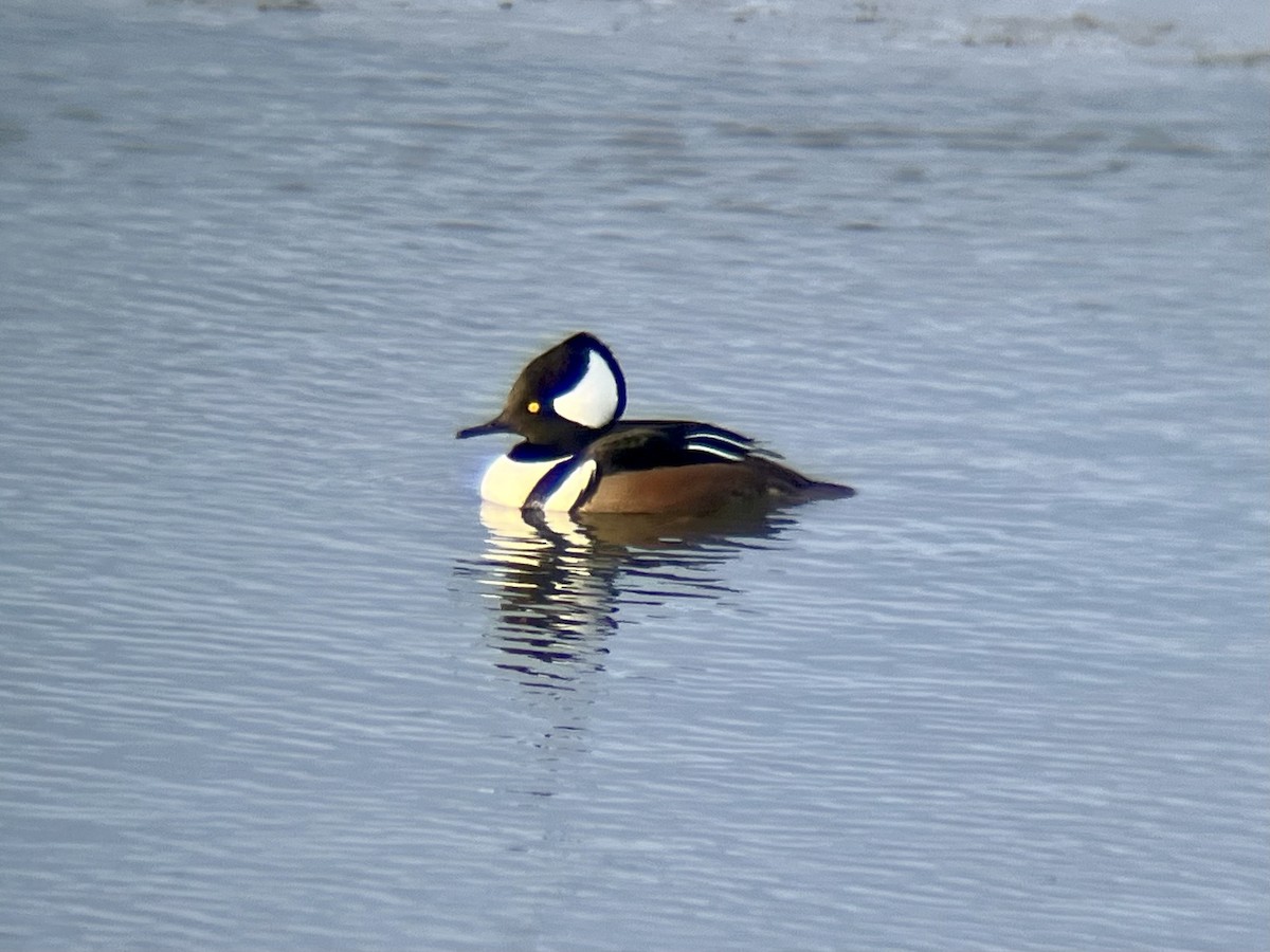 Hooded Merganser - ML629661473