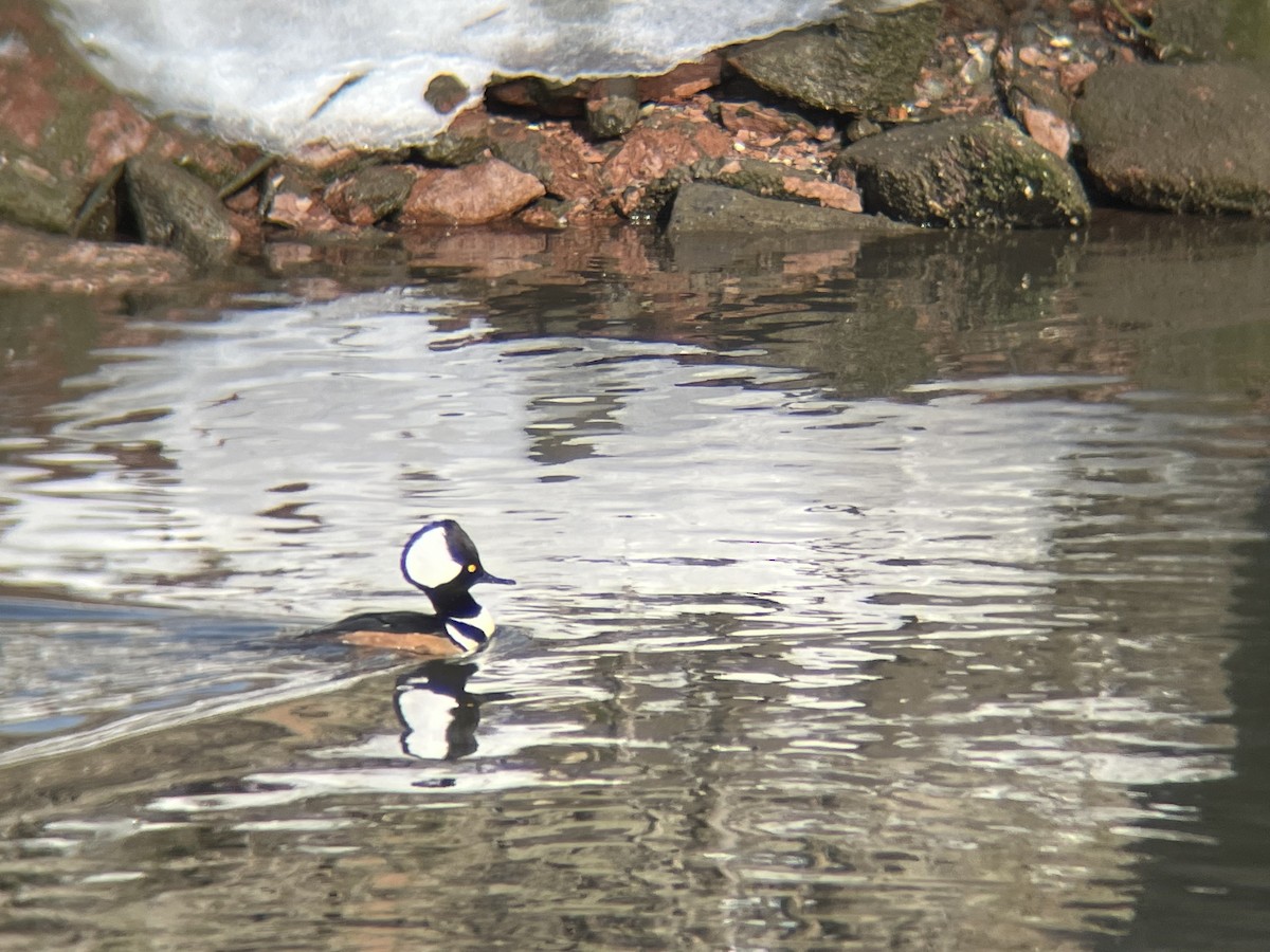 Hooded Merganser - ML629661474