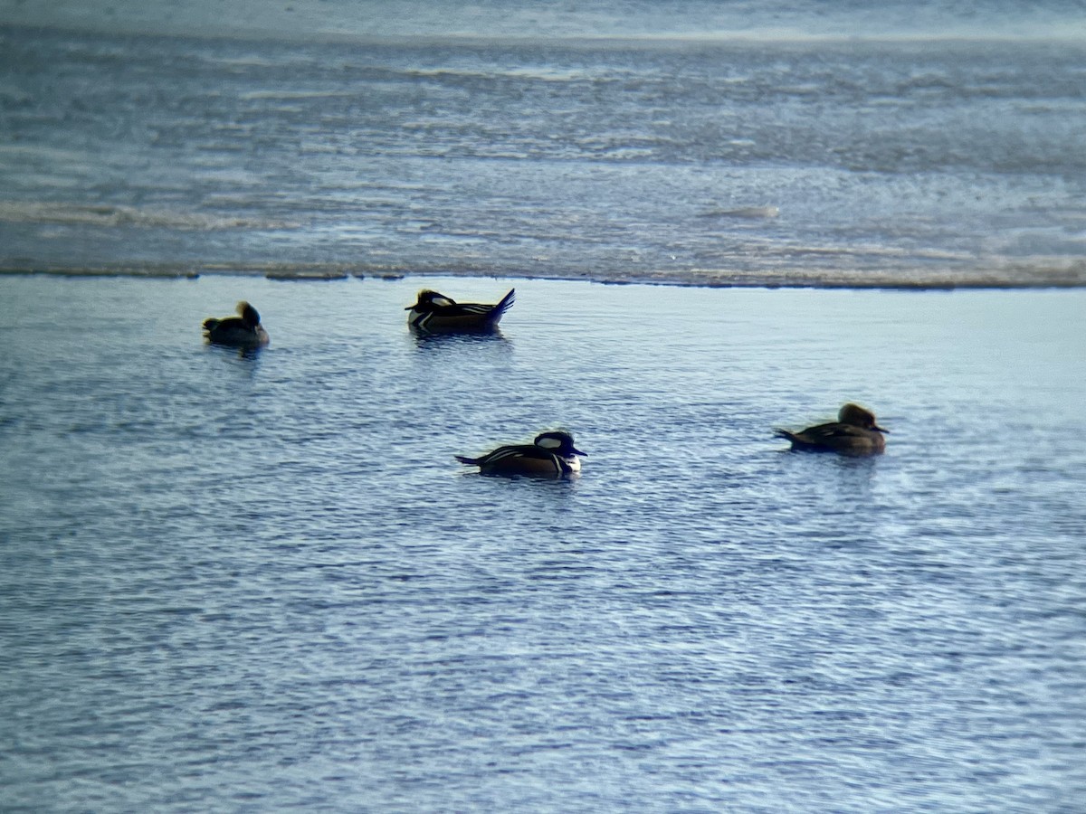 Hooded Merganser - ML629661475
