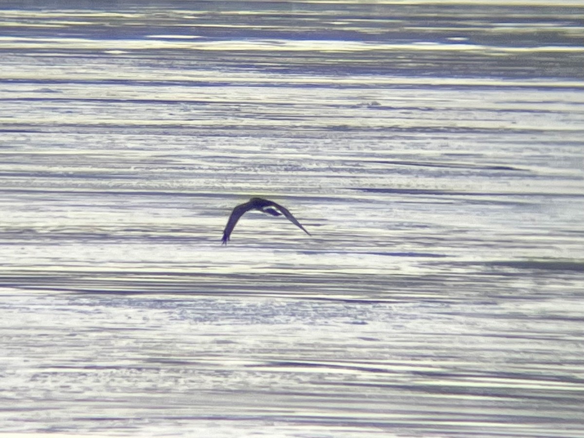 Northern Harrier - ML629661543