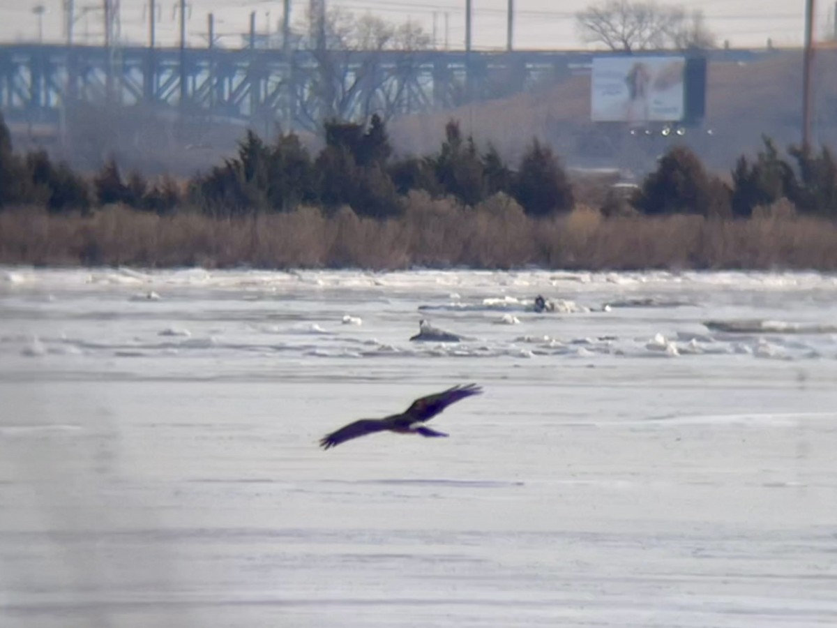 Northern Harrier - ML629661544