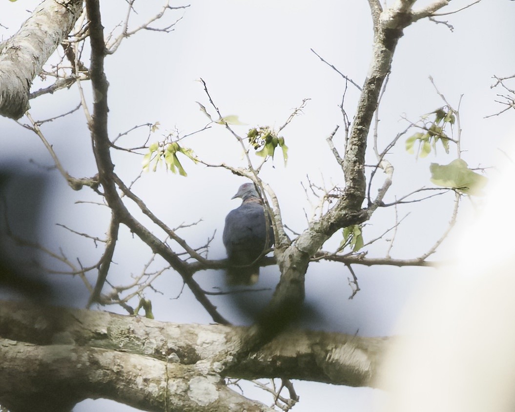 Western Bronze-naped Pigeon - ML629661549