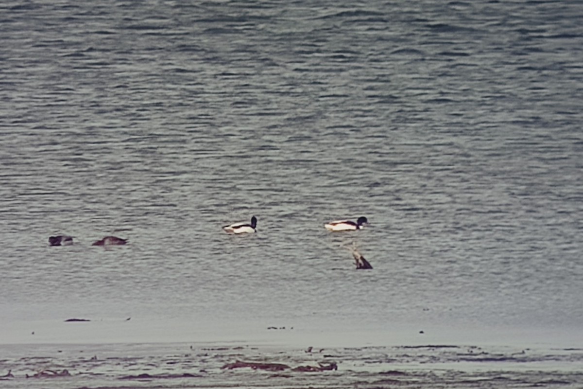 Common Shelduck - ML629661631