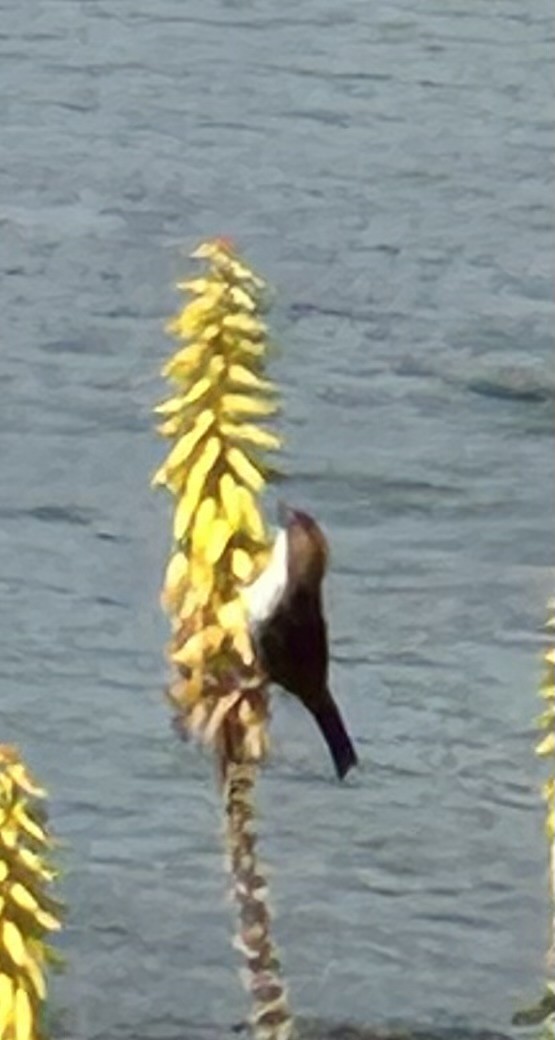 Cape Verde Sparrow - ML629661992