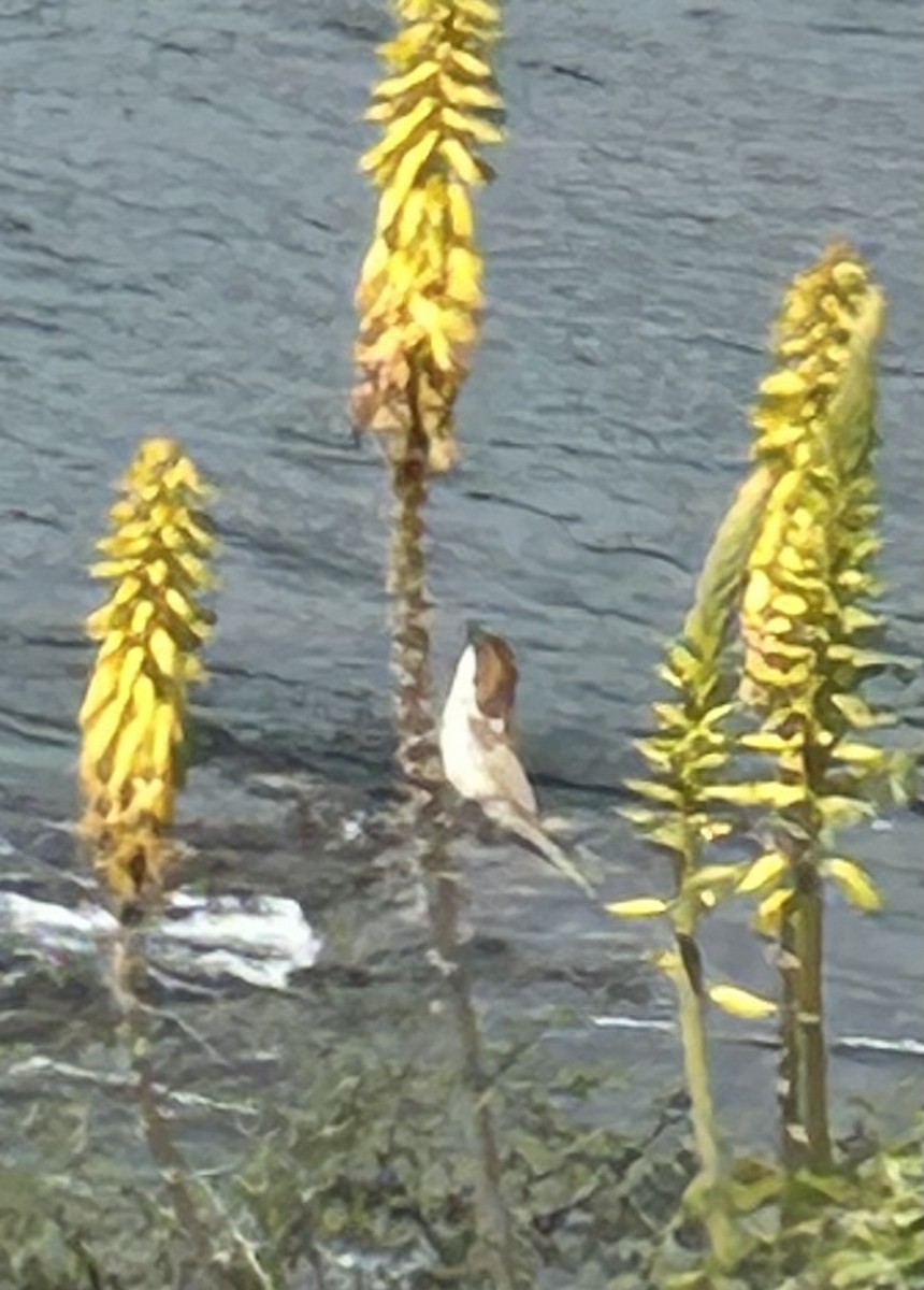 Cape Verde Sparrow - ML629661993