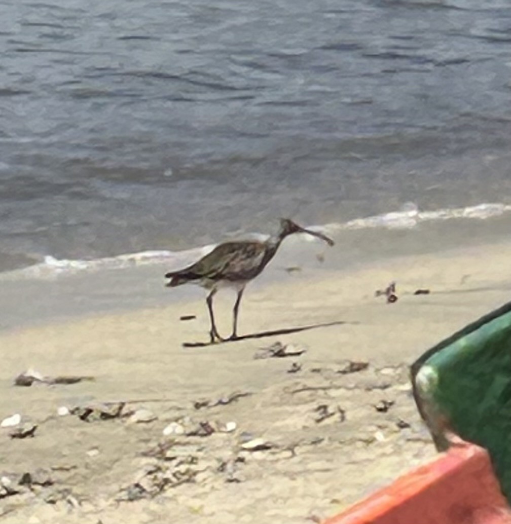 Eurasian Whimbrel - ML629662199