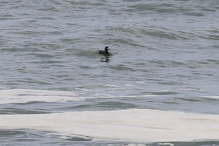 Black Scoter - ML629662220