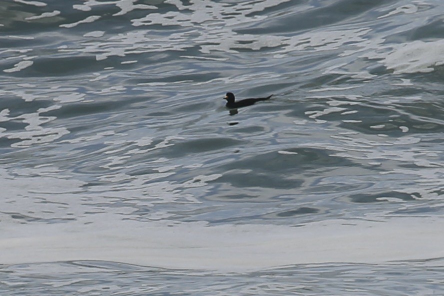 Black Scoter - ML629662221