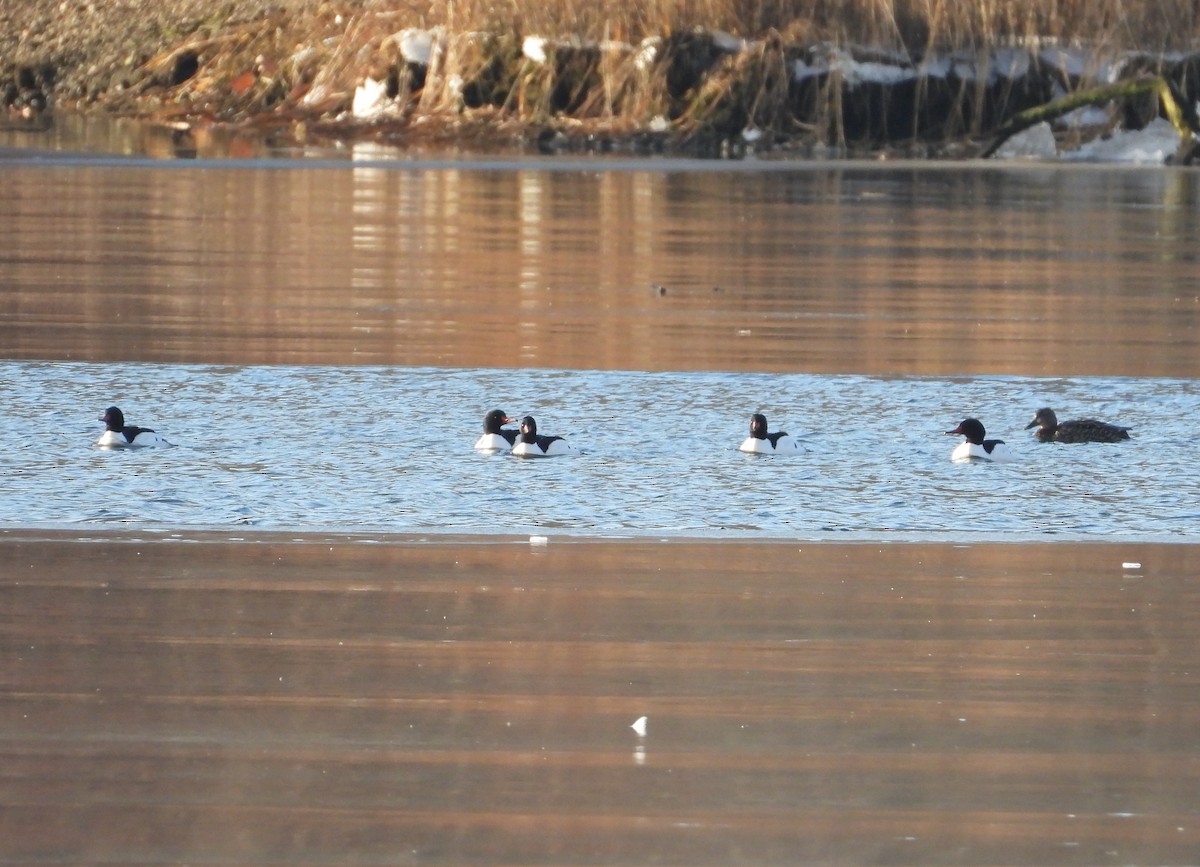 Common Merganser - ML629662282