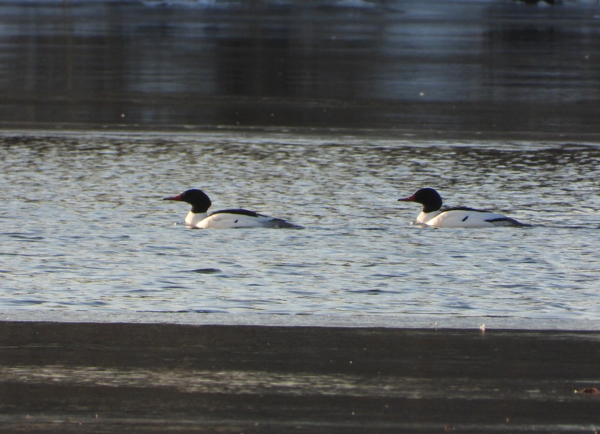 Common Merganser - ML629662283