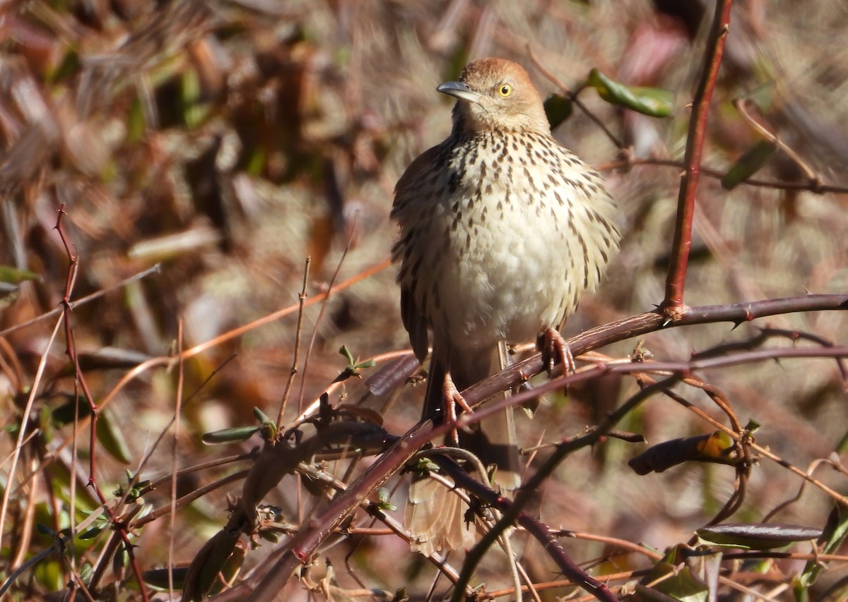 Brown Thrasher - ML629662318
