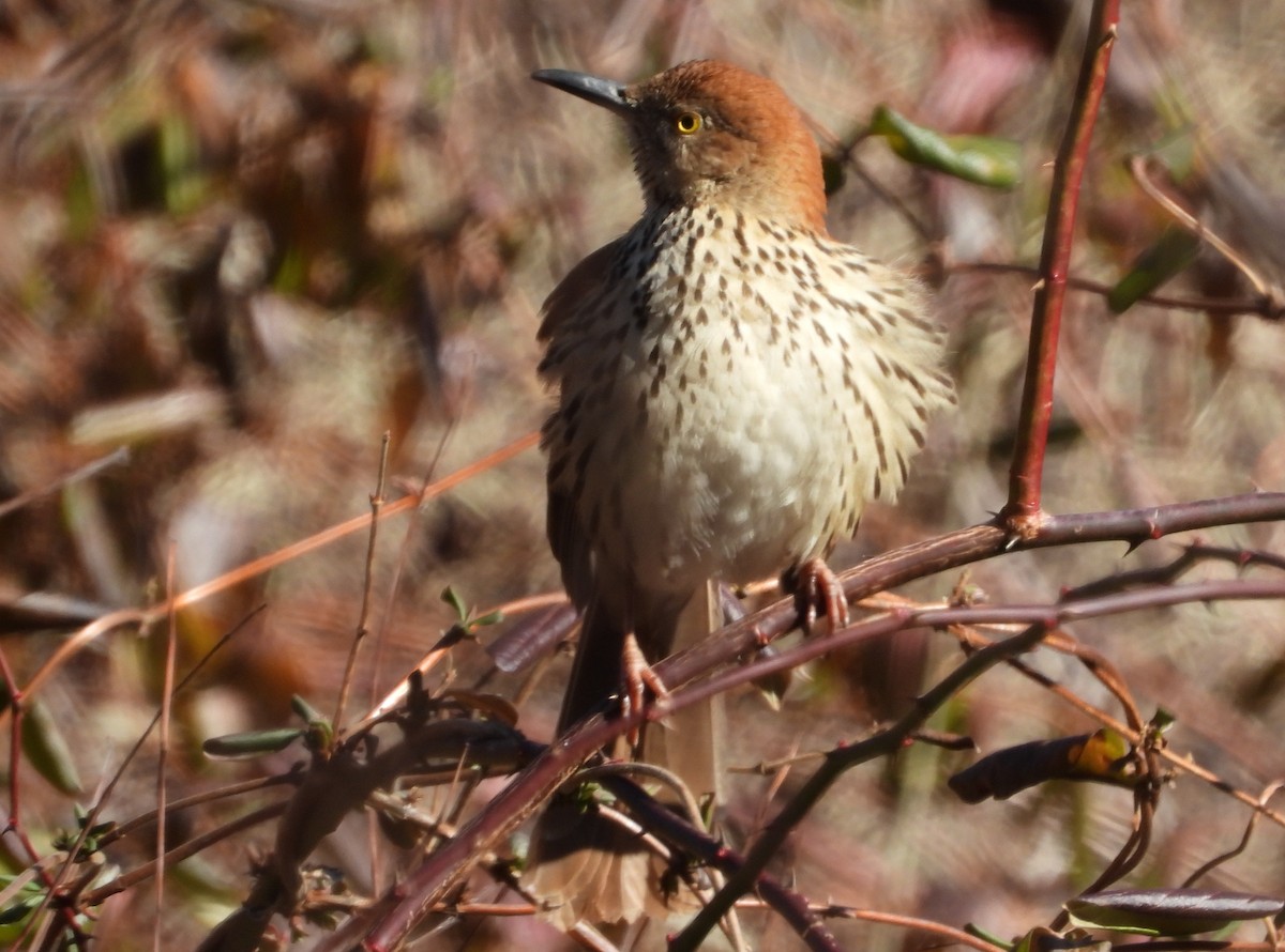Brown Thrasher - ML629662319