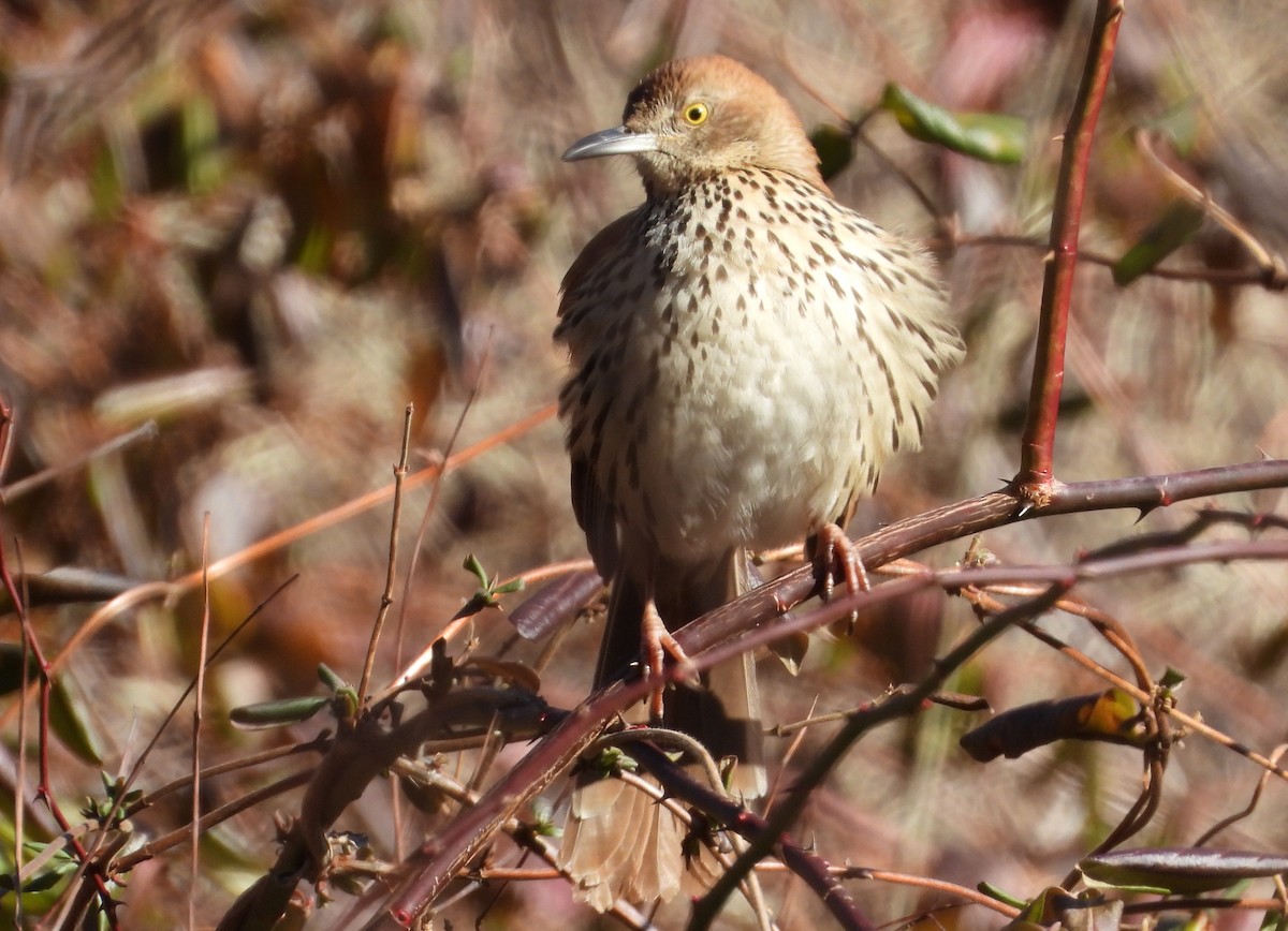 Brown Thrasher - ML629662320