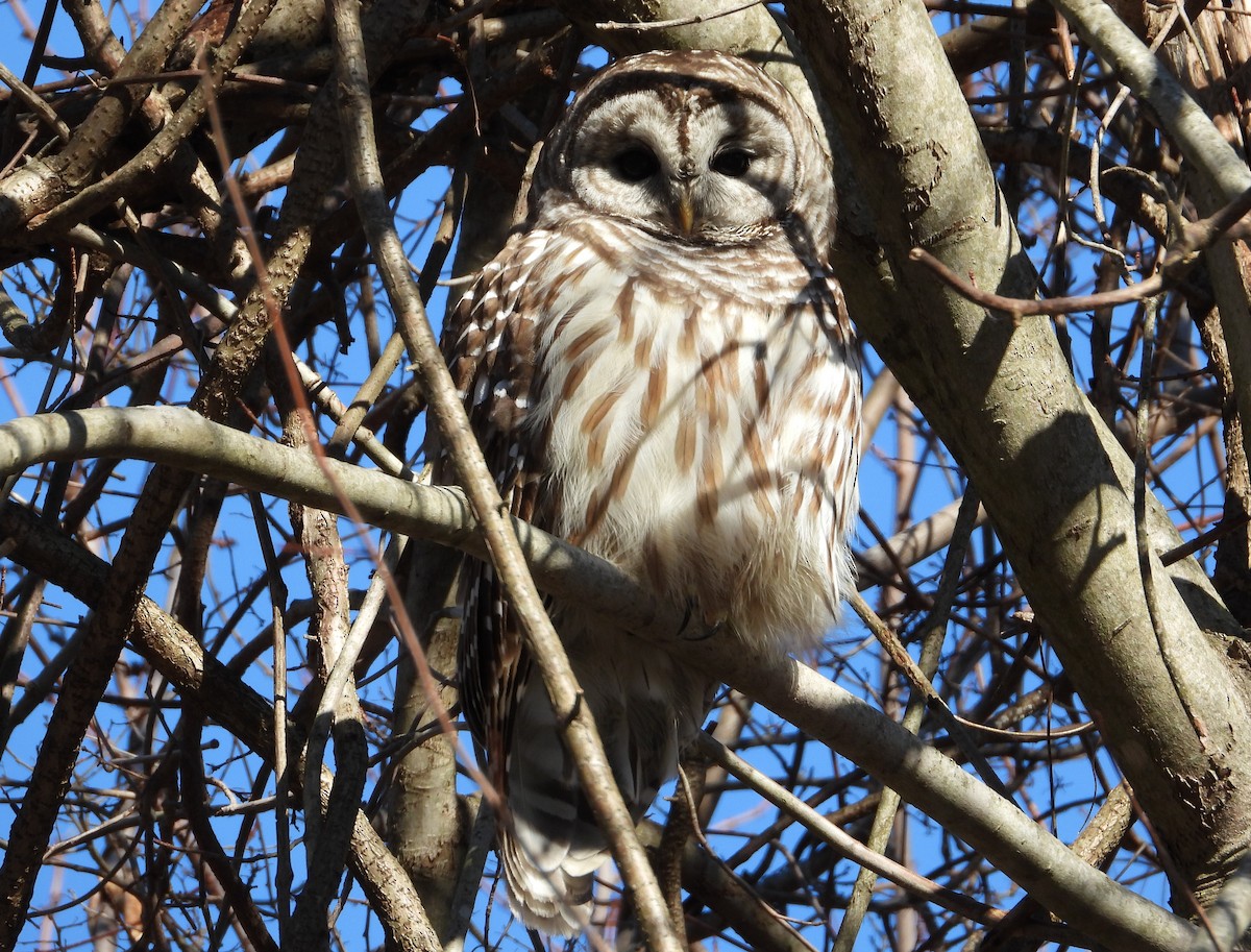 Barred Owl - ML629662376