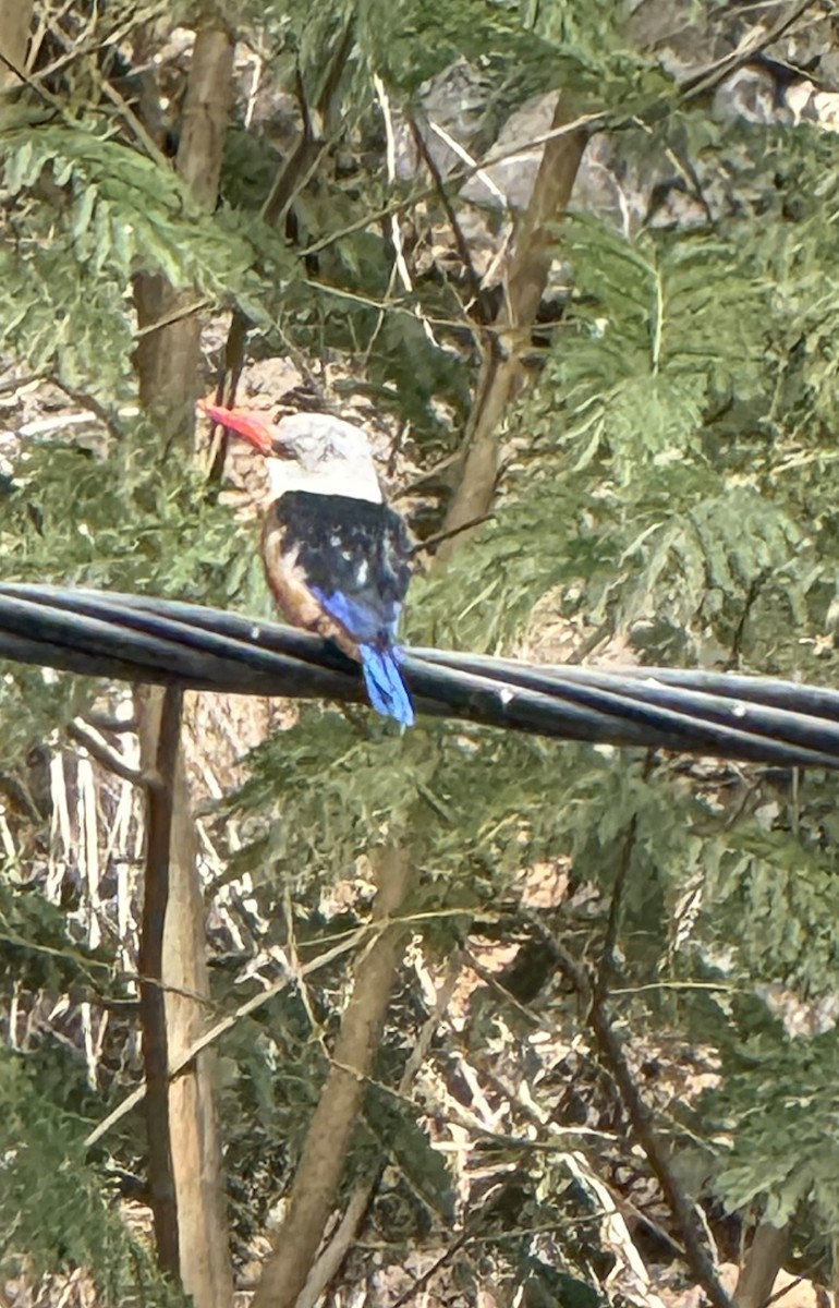 Gray-headed Kingfisher - ML629662520