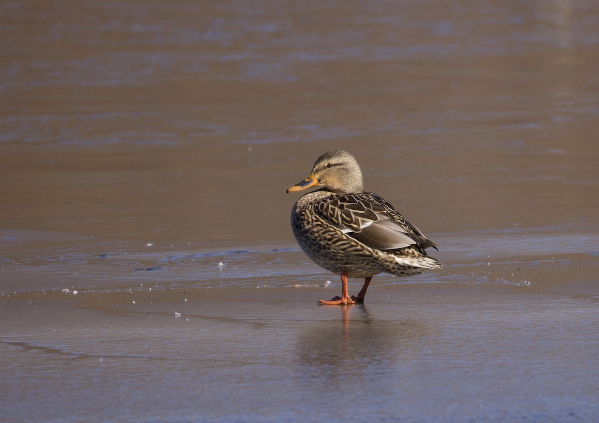 Mallard - ML629662733