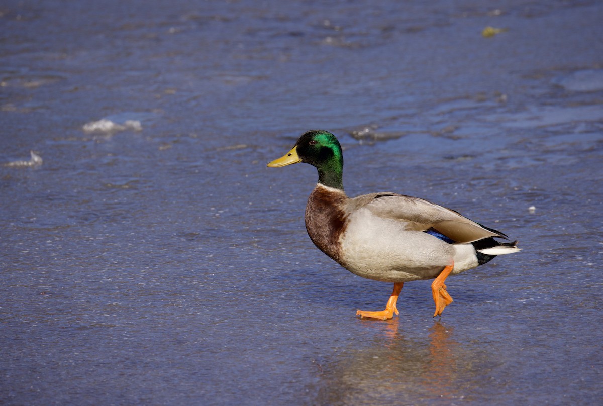 Mallard - ML629662737
