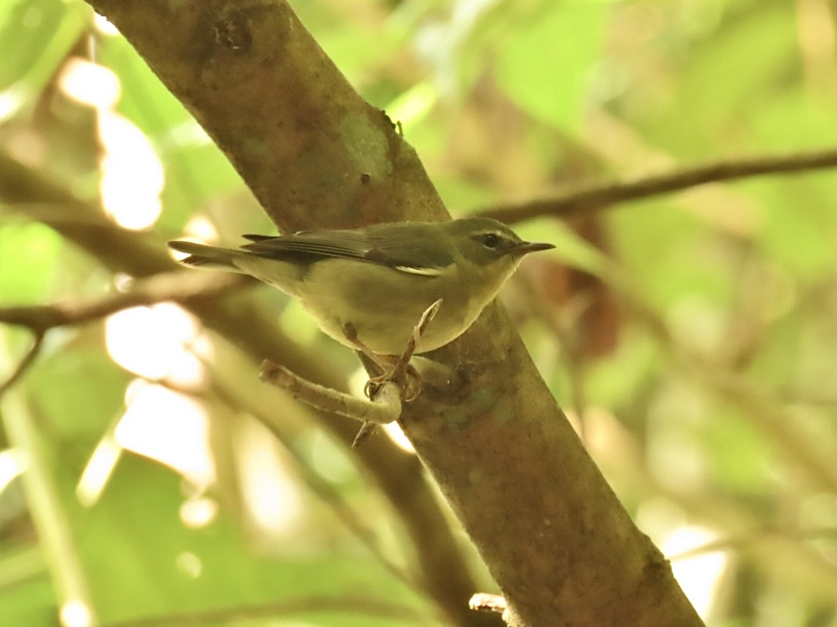 Black-throated Blue Warbler - ML629662827