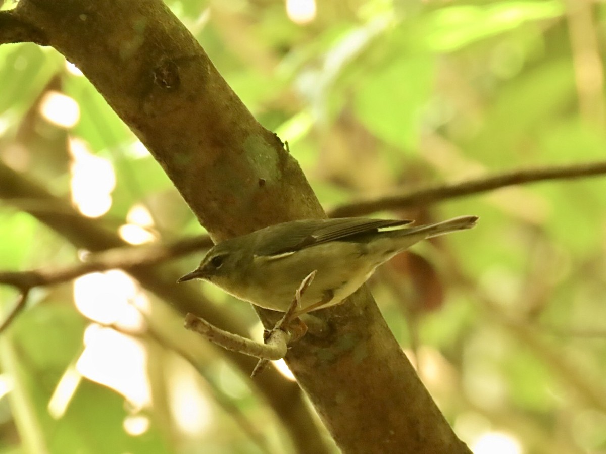 Black-throated Blue Warbler - ML629662828