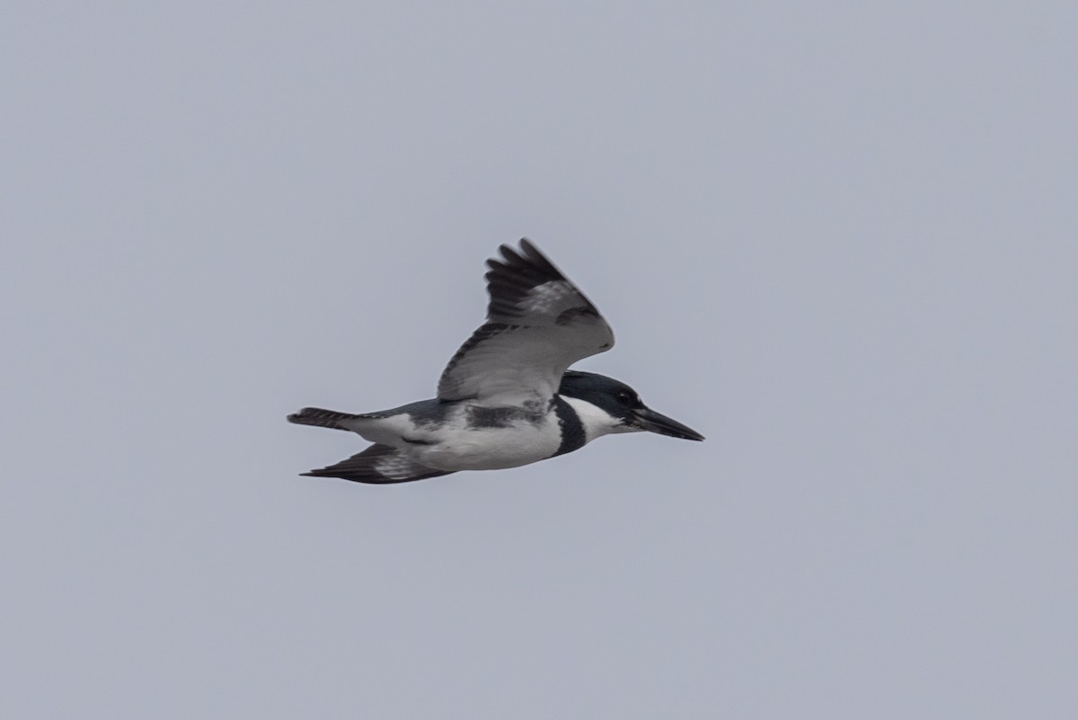 Belted Kingfisher - ML629662929
