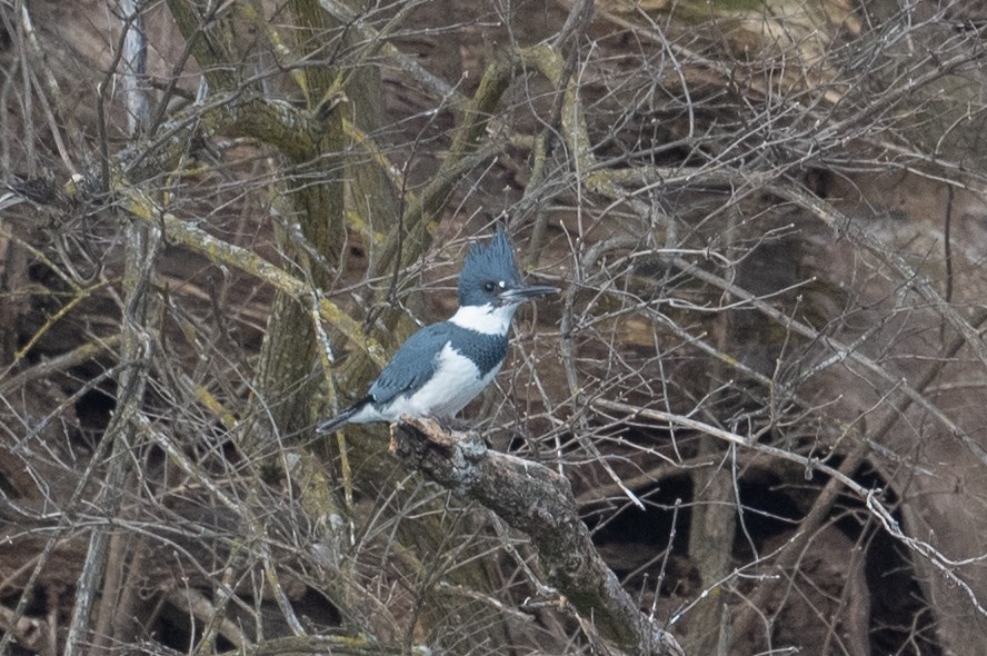 Belted Kingfisher - ML629662930