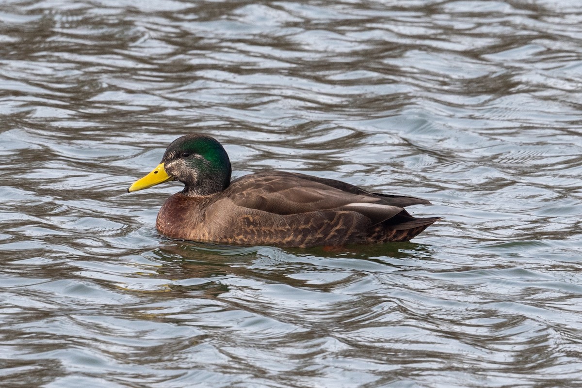 Mallard x American Black Duck (hybrid) - ML629662942