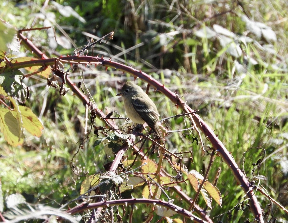 Hammond's Flycatcher - ML629662961