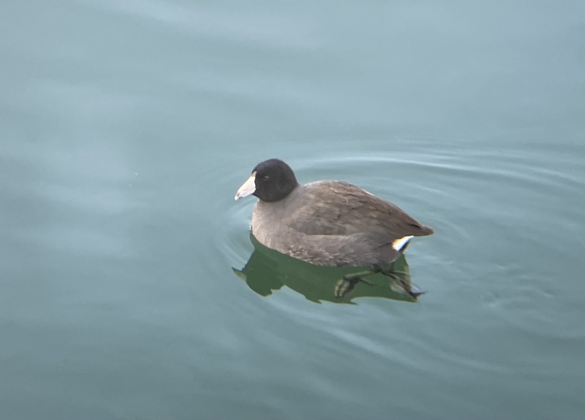 American Coot - ML629663154