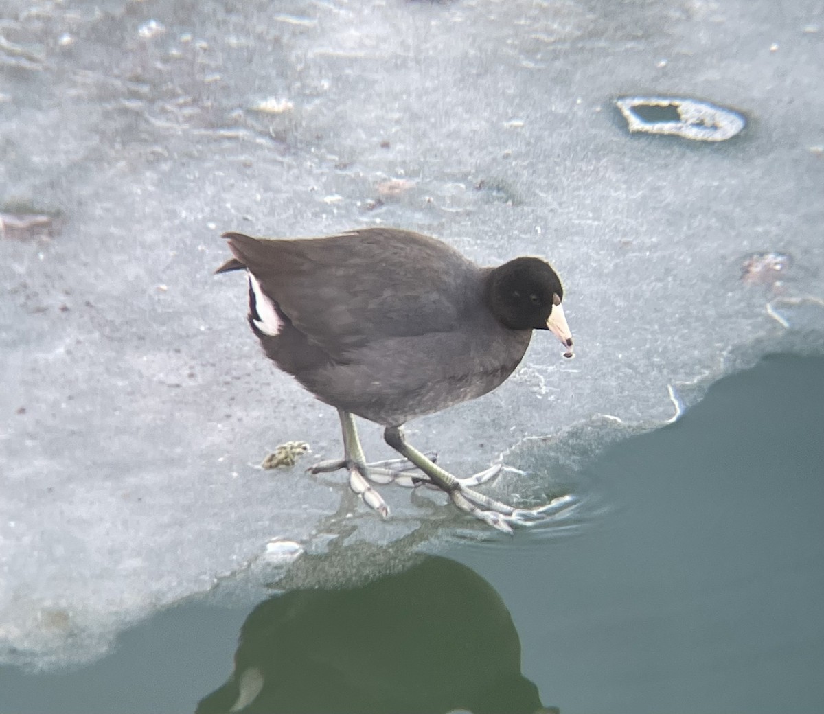 American Coot - ML629663155
