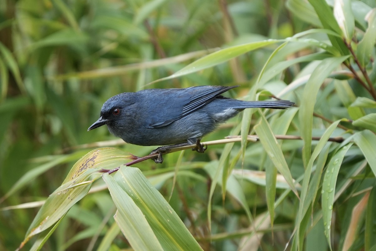 Açık Mavi Çiçekdelen - ML629663163