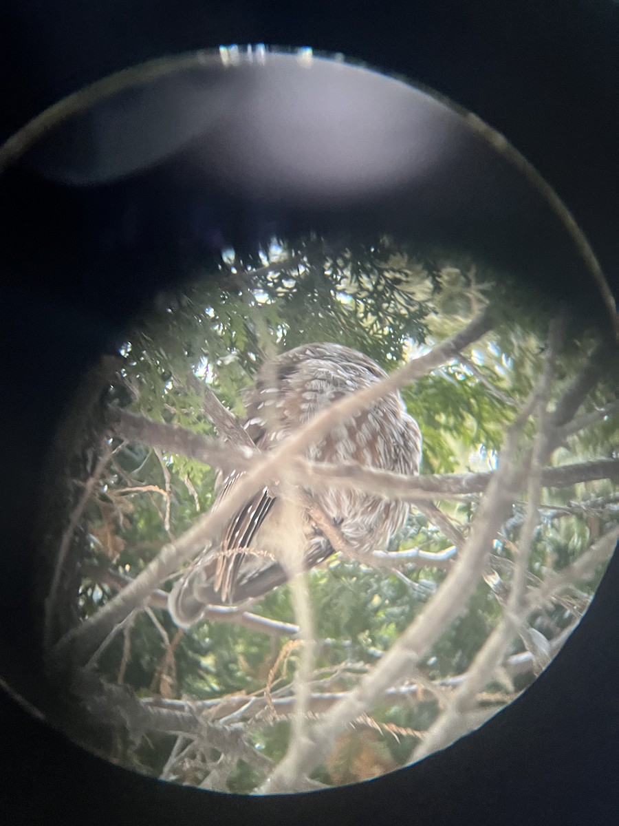 キンメフクロウ - ML629663167