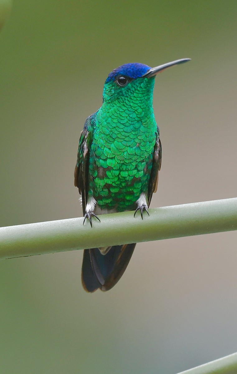 Indigo-capped Hummingbird - ML629663219