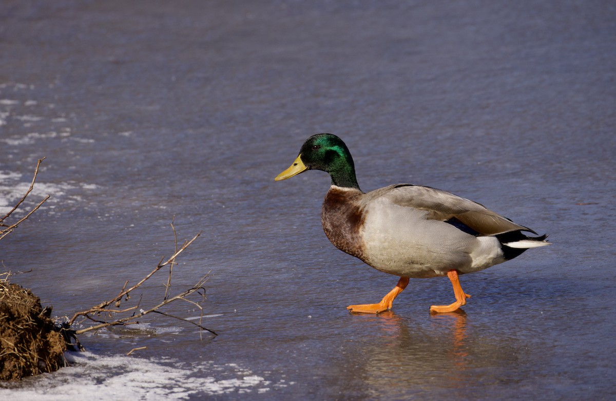 Mallard - ML629663244