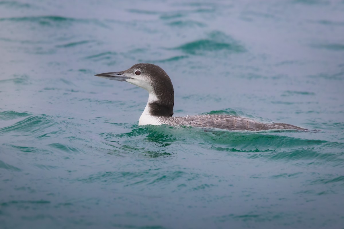 Common Loon - ML629663584