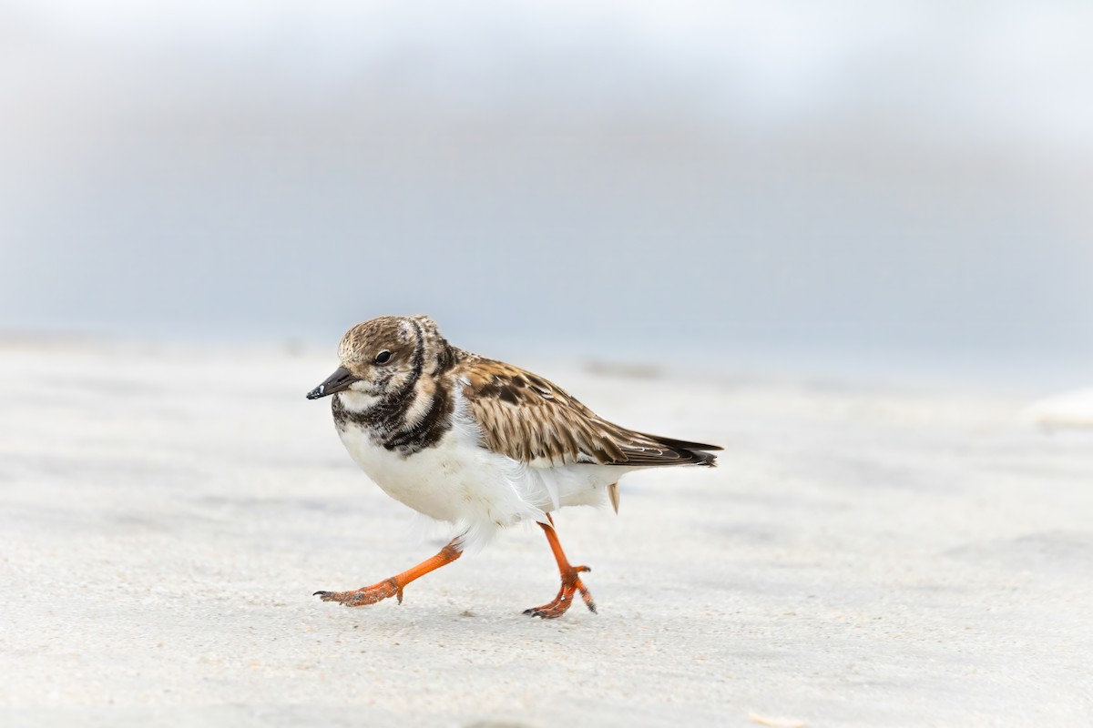 翻石鷸 - ML629663652