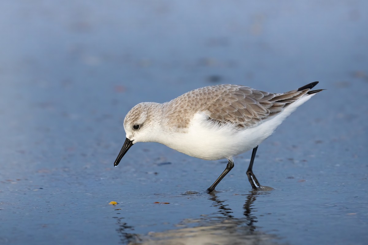 三趾濱鷸 - ML629663661