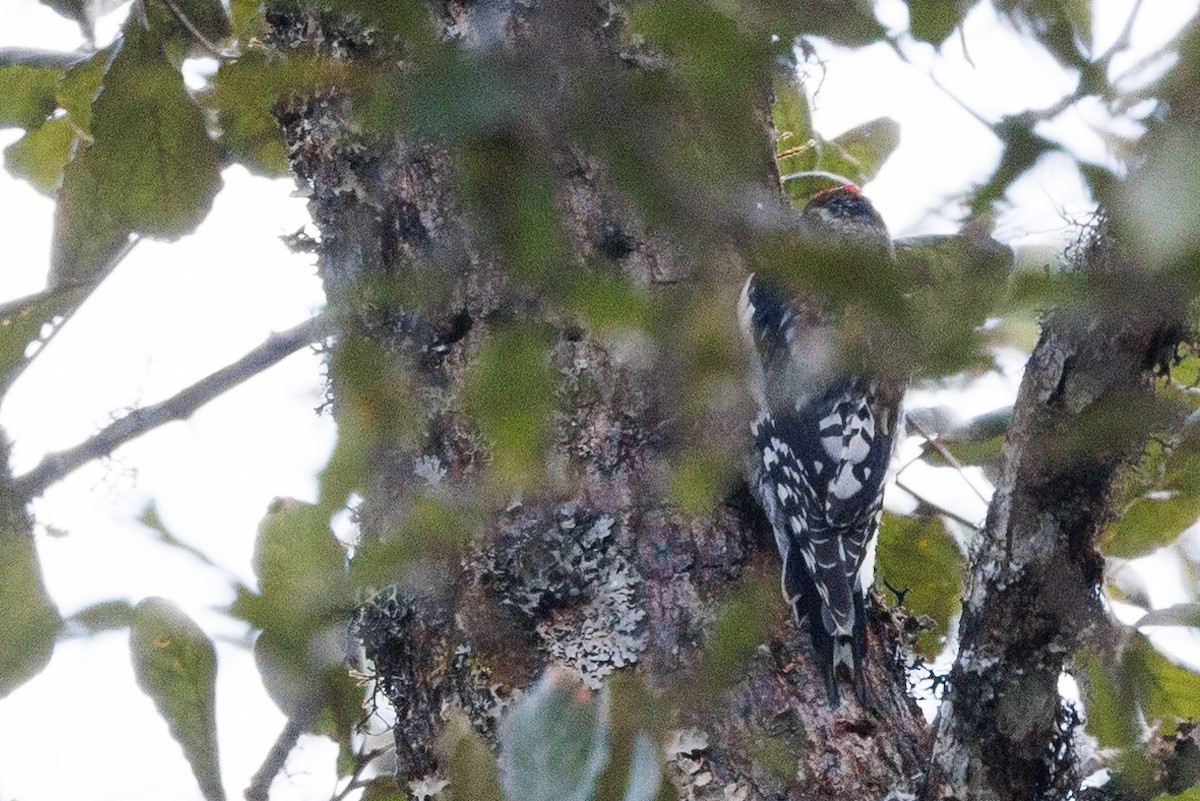 Sphyrapicus sp. - ML629663686