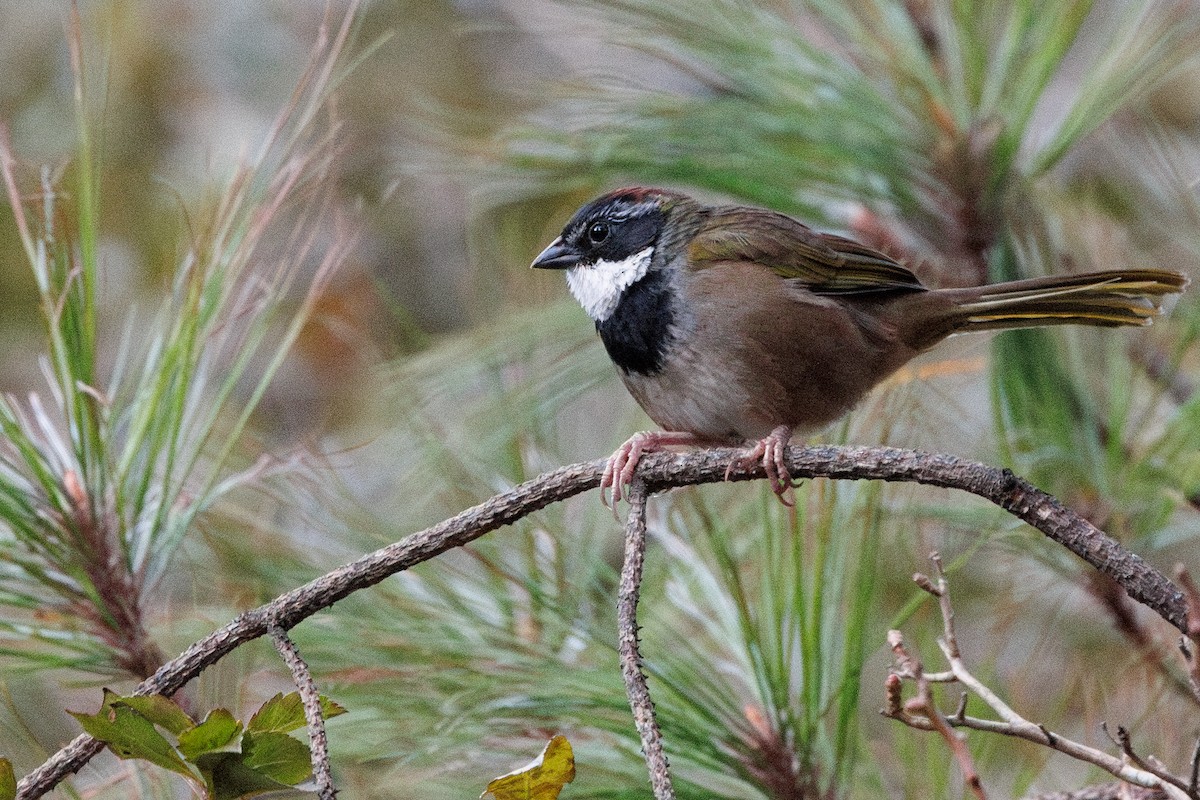 Collared Towhee - ML629663742