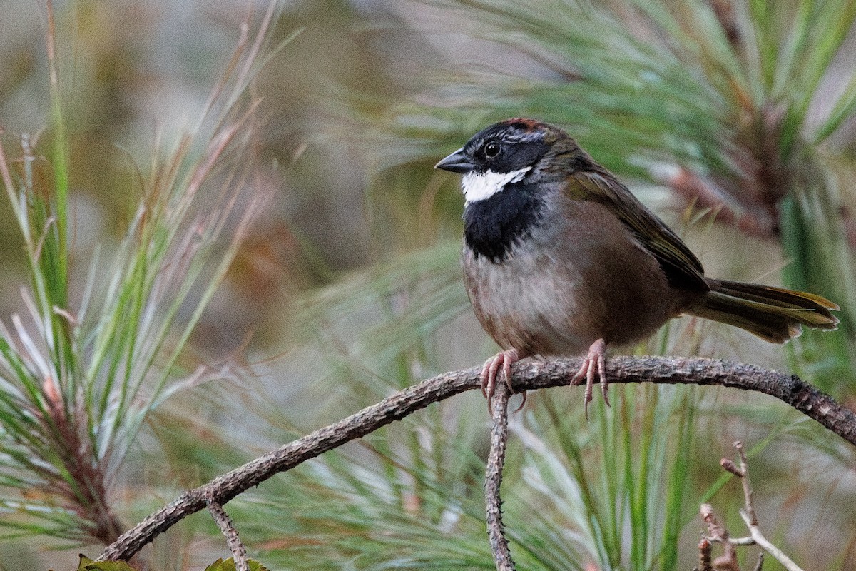 Collared Towhee - ML629663748