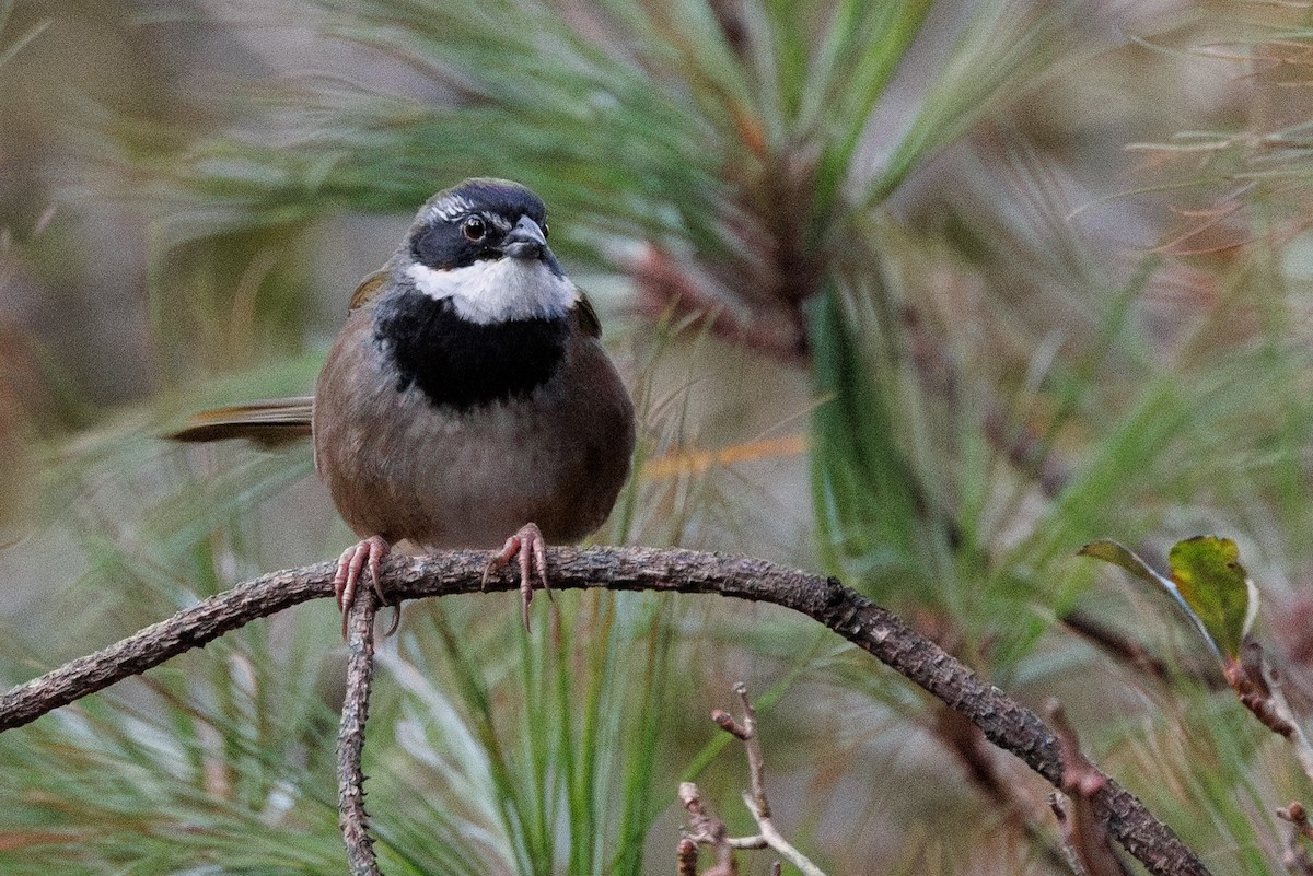 Collared Towhee - ML629663750