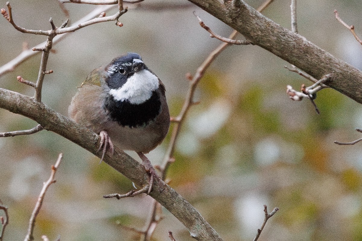 Collared Towhee - ML629663752