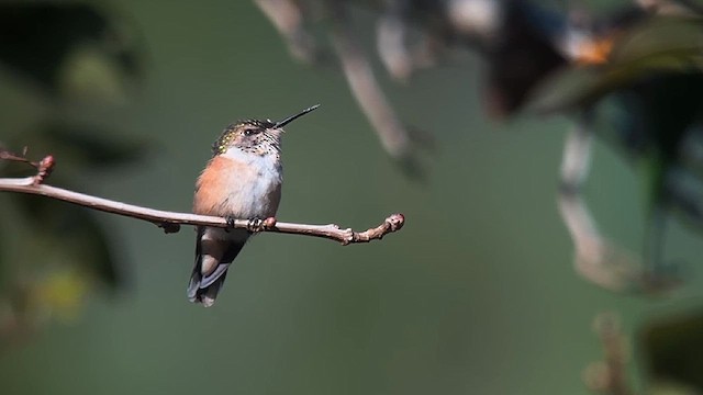 Bumblebee Hummingbird - ML629663787