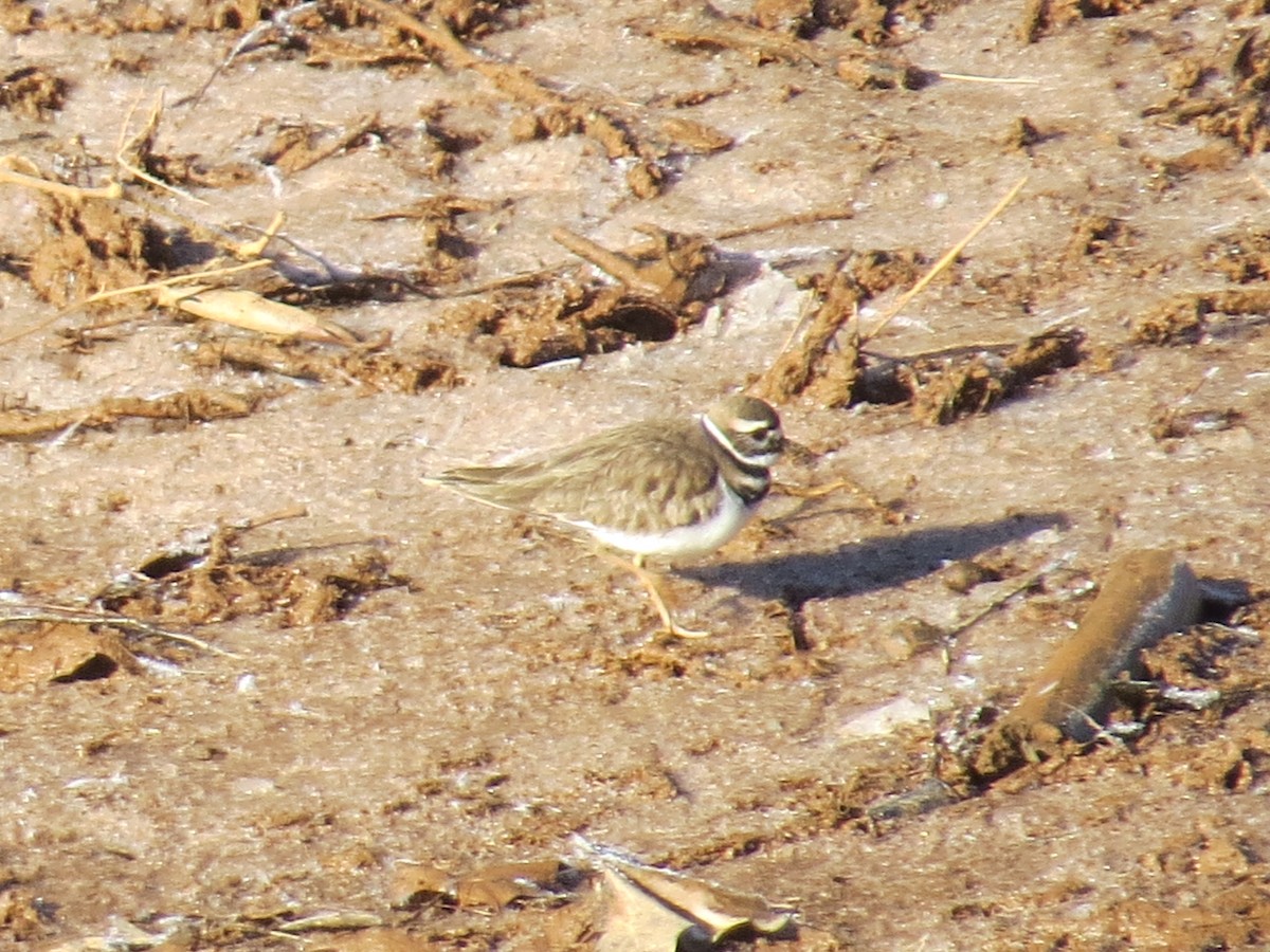 tobeltelo - ML629663791