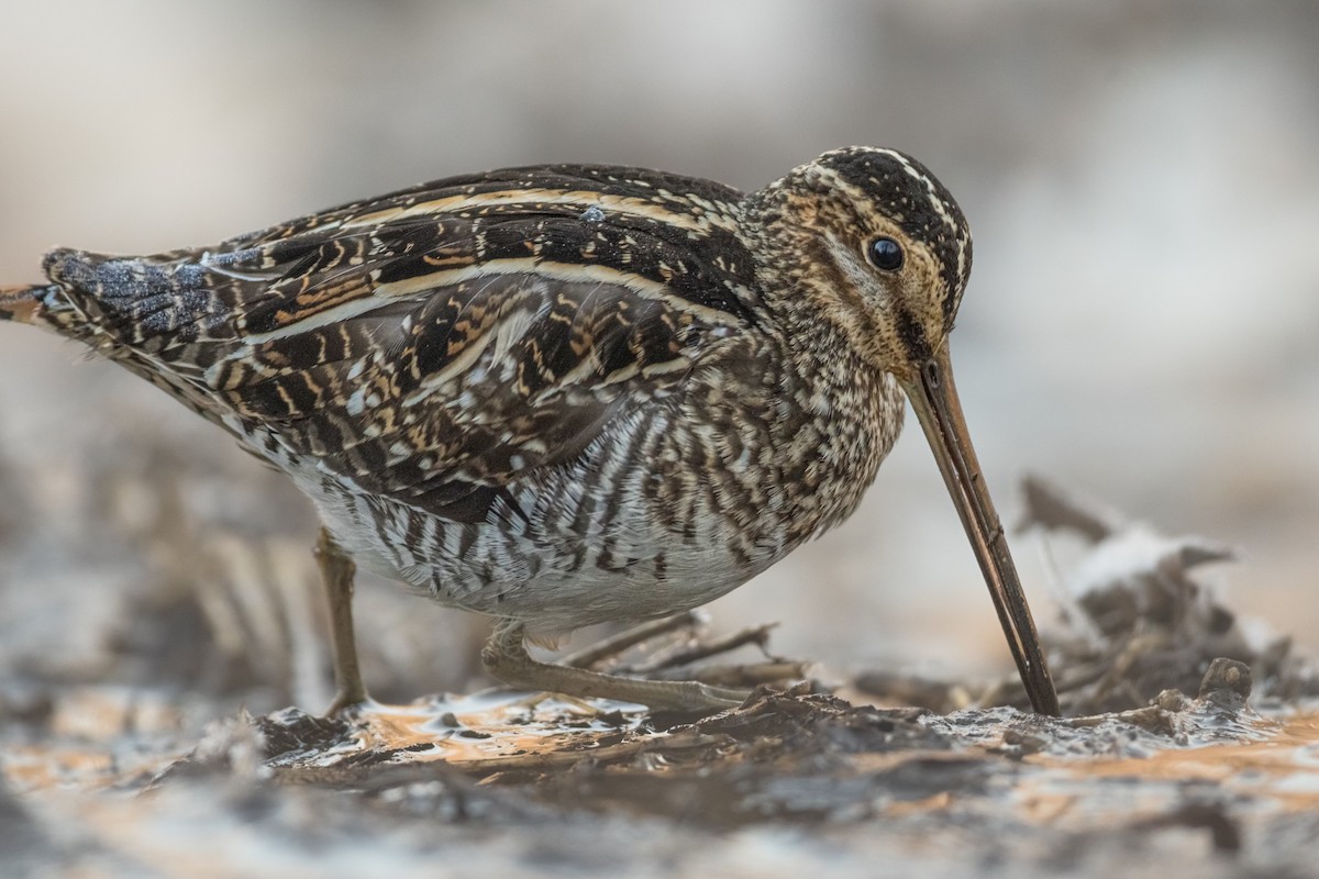 Wilson's Snipe - ML629663810