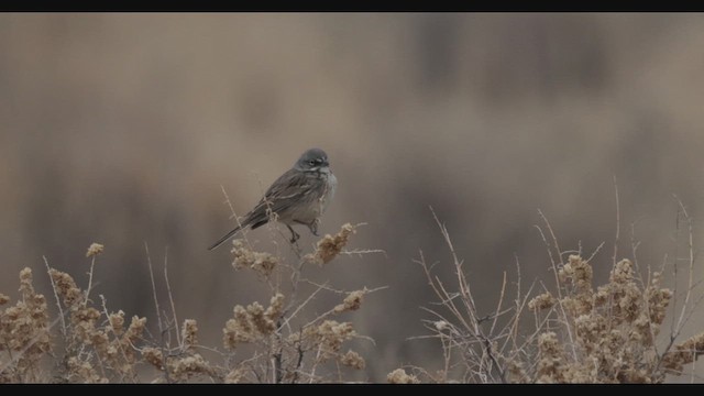 Sagebrush Sparrow - ML629663839
