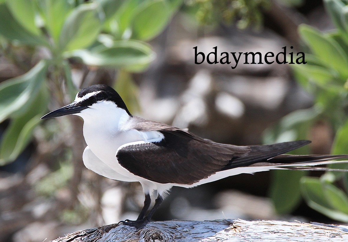 Bridled Tern - ML629663917